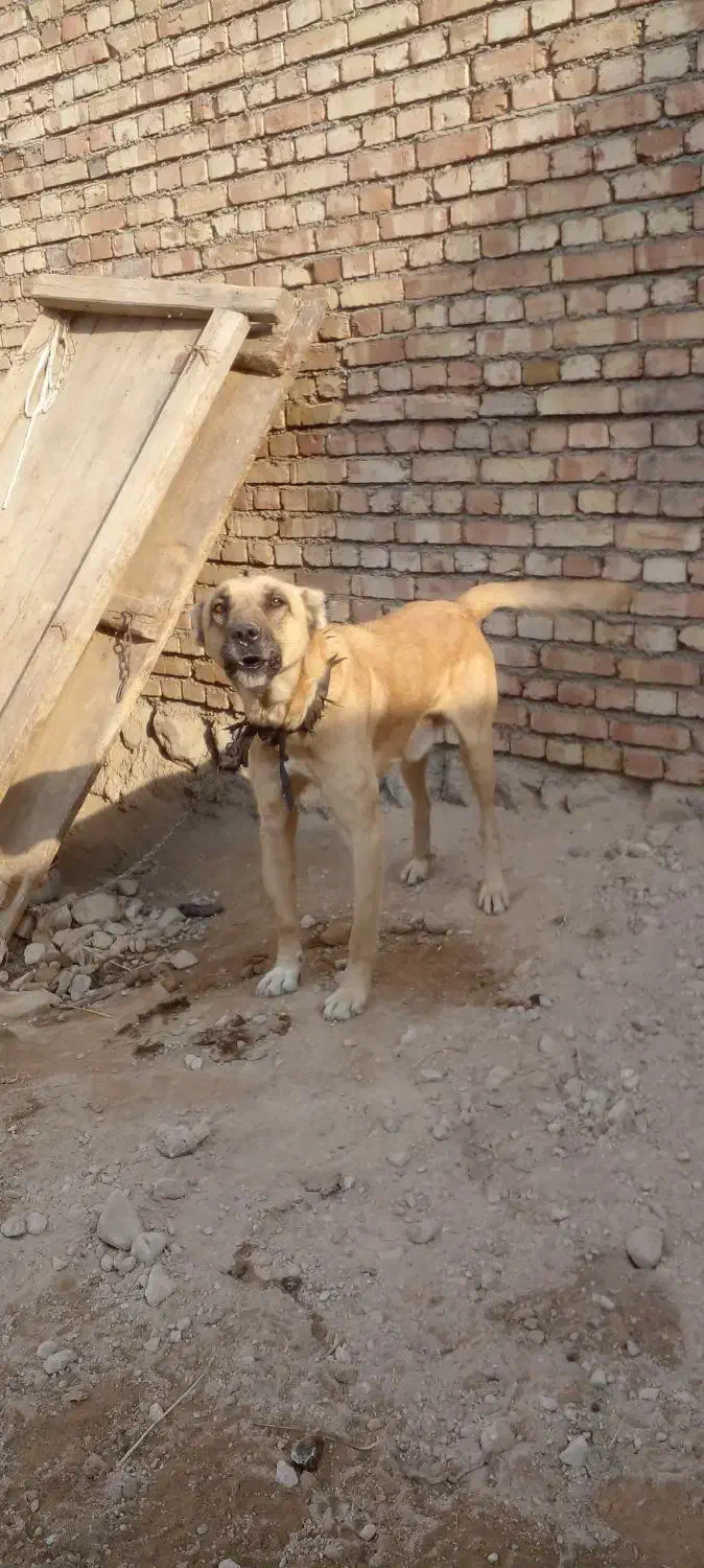 سگ نگهبان سفت سرابی|سگ|مرند, |دیوار