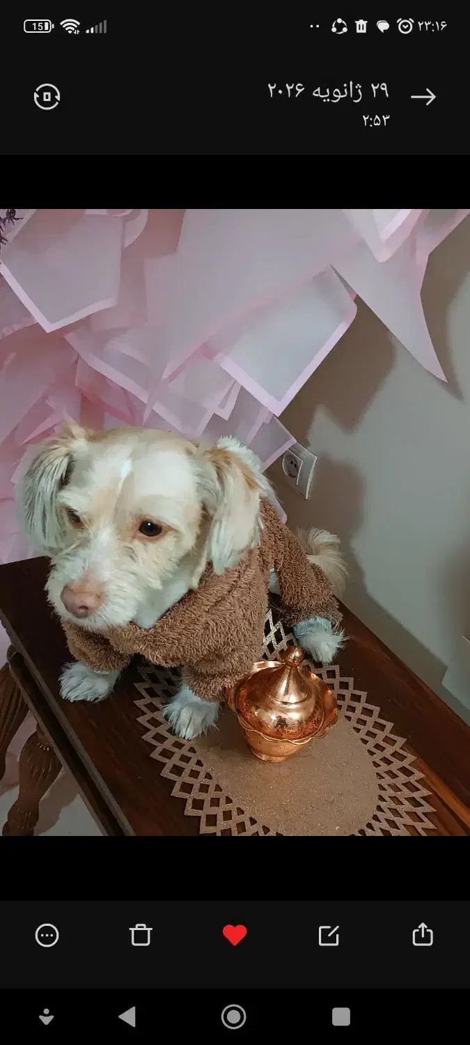 سگ نر تریر|سگ|تهران, مهرآباد|دیوار