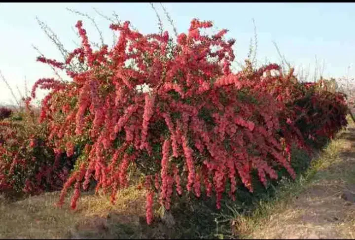 نهال زرشک|خدمات باغبانی و درختکاری|تهران, جهاد|دیوار