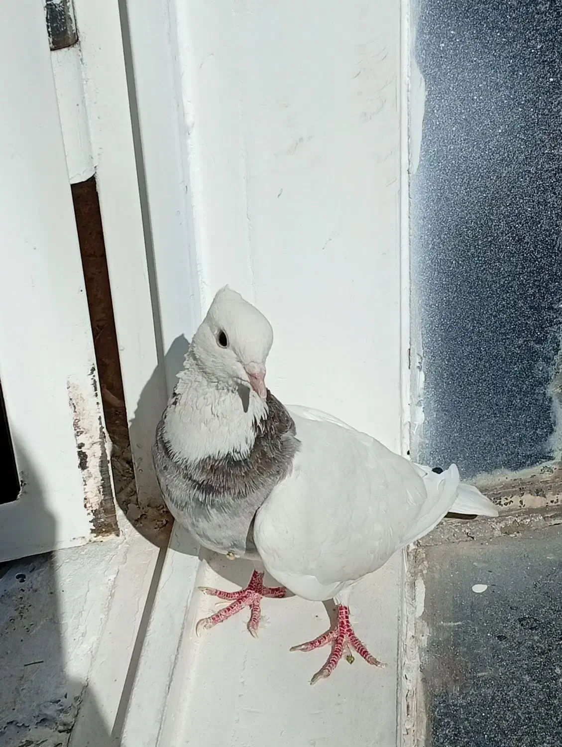 کبوتر طوقی خیلی خوشگل نر|پرنده|سقز, |دیوار