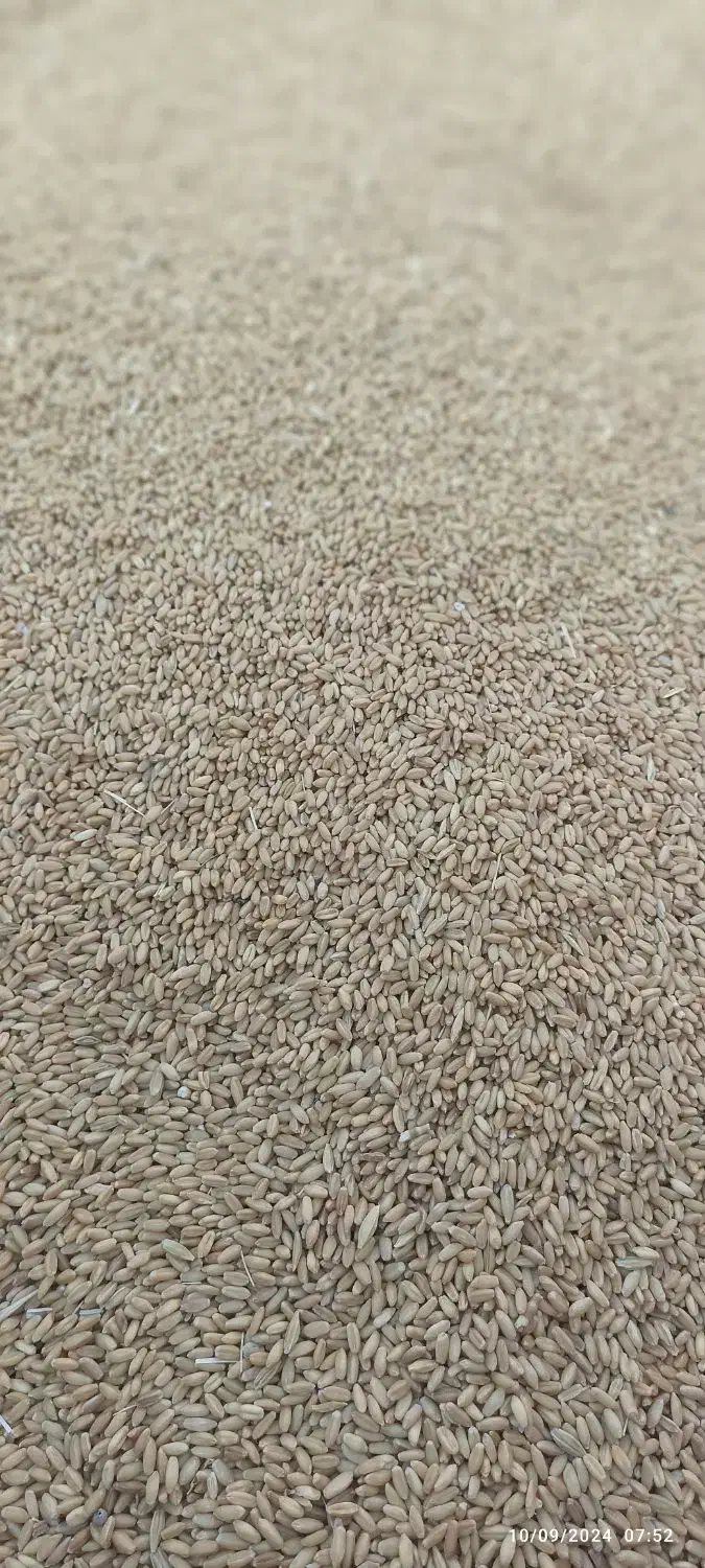 گندم دیم بوجاری شده|خدمات باغبانی و درختکاری|فیروزآباد (لرستان), |دیوار