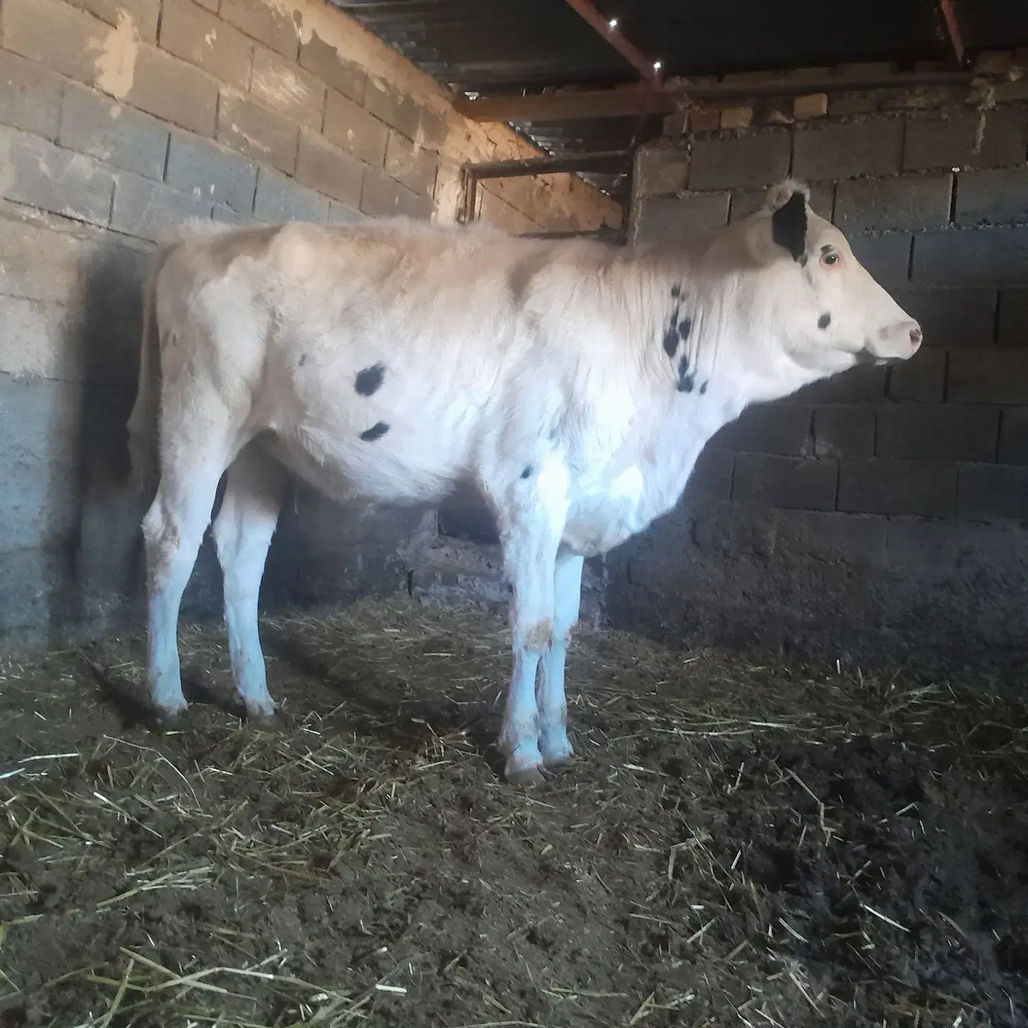 گاو|حیوانات مزرعه|تربت جام, شهرک آزادگان|دیوار