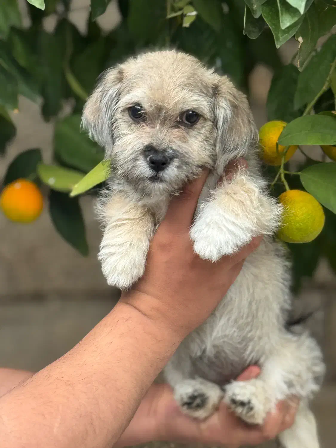 واگذاری شیتزو تریر سایز ریز|سگ|خرمآباد, |دیوار