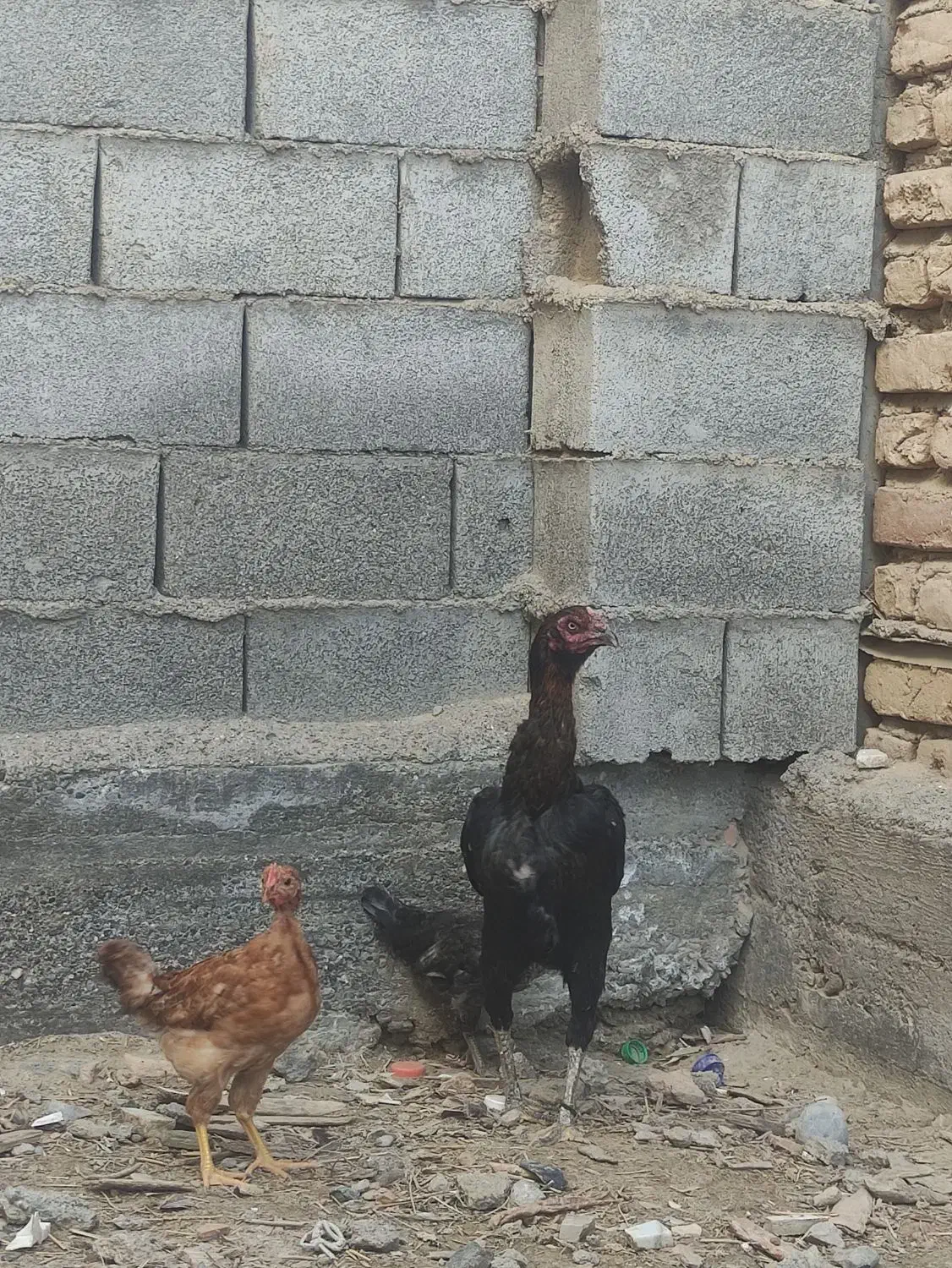مرغ لاری کرچ با دوتا جوجه محلی|حیوانات مزرعه|سیمین شهر, |دیوار