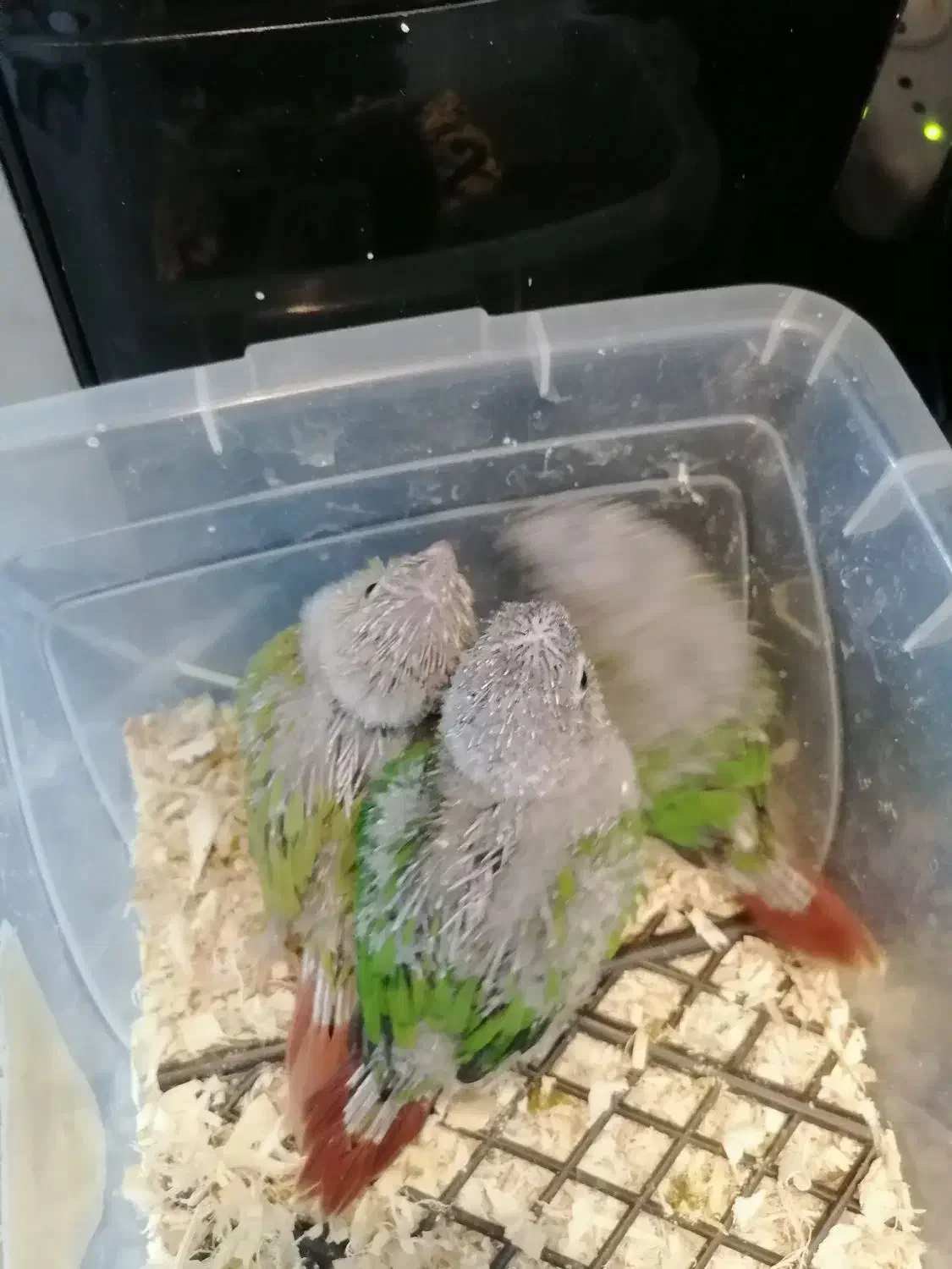 فروش فوری|پرنده|جوادآباد, |دیوار