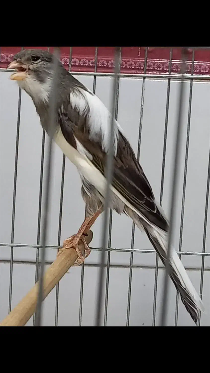 فروش قناری|پرنده|همدان, |دیوار