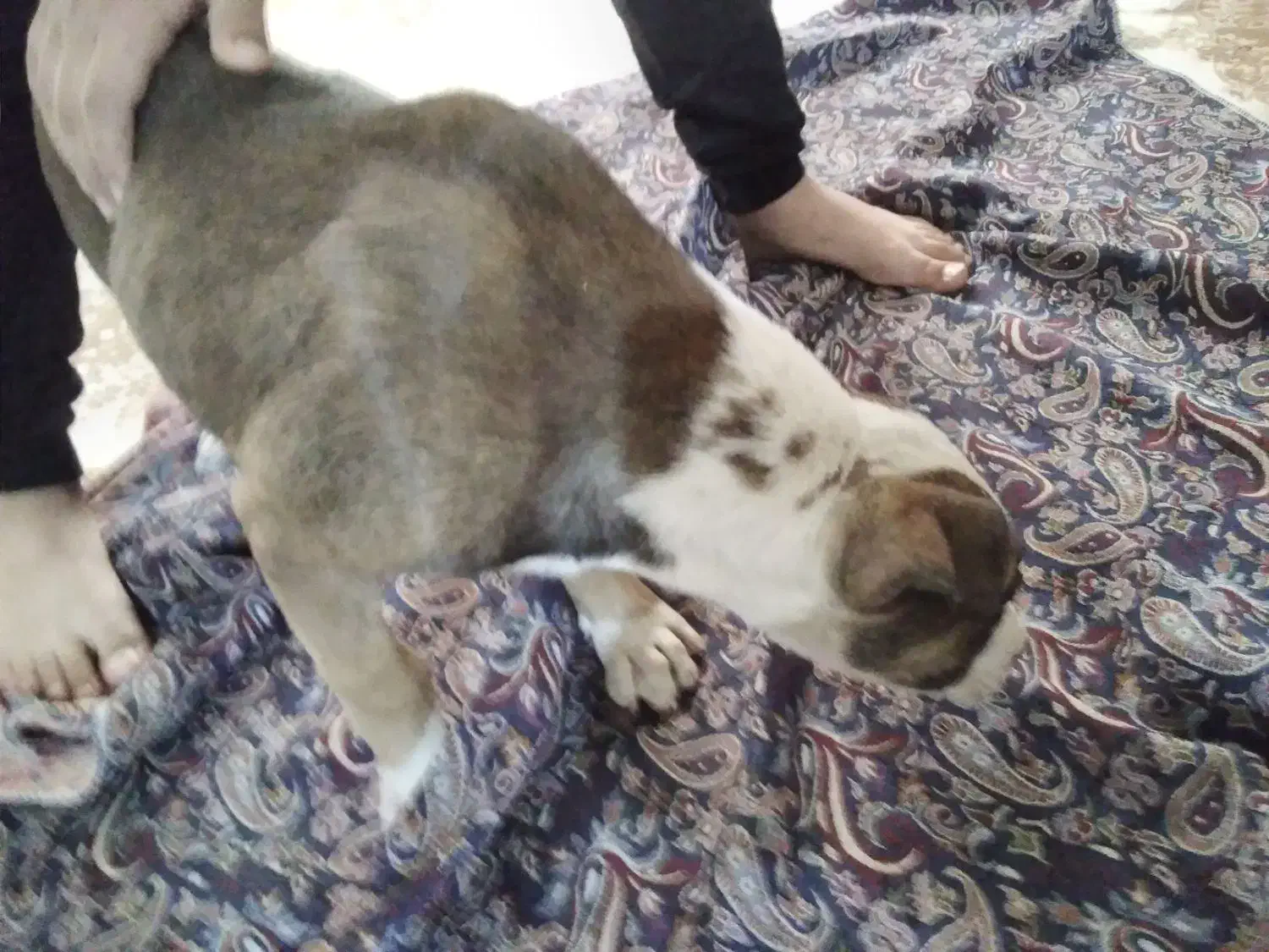 پیتبول ۳ ماهه|سگ|صباشهر, |دیوار