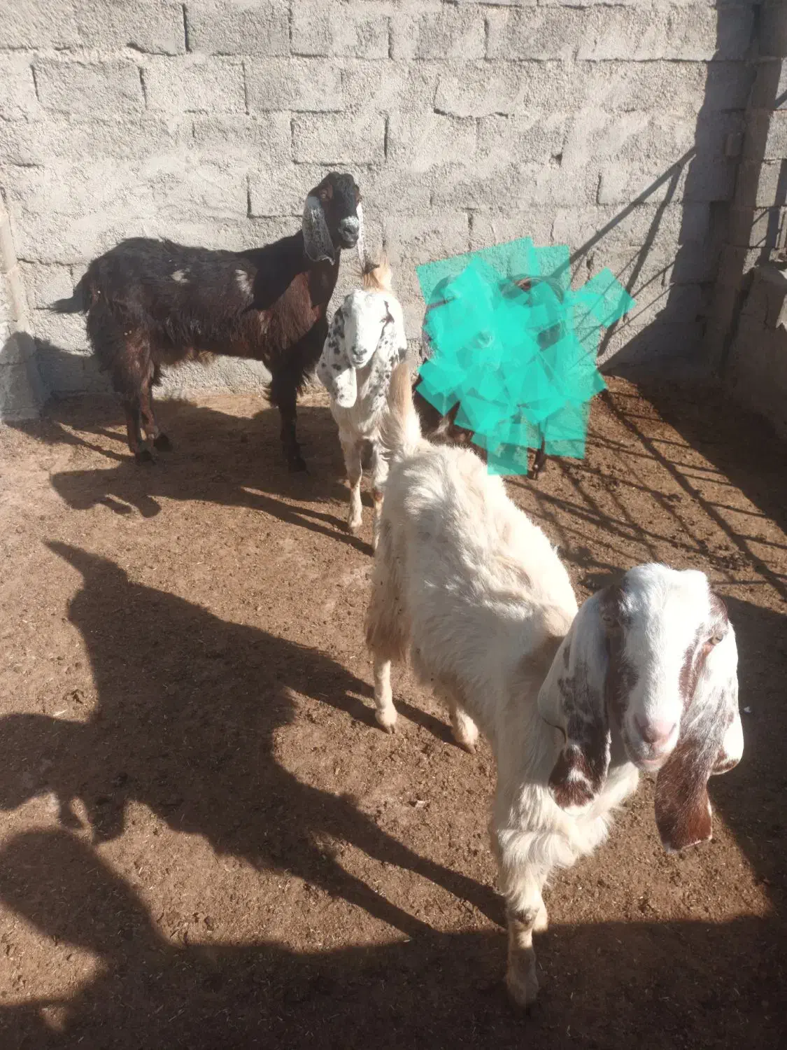 ۳تا بز ماده بفروش می‌رسد. دانه ۱۲میلیون|حیوانات مزرعه|تربت جام, میان جام|دیوار