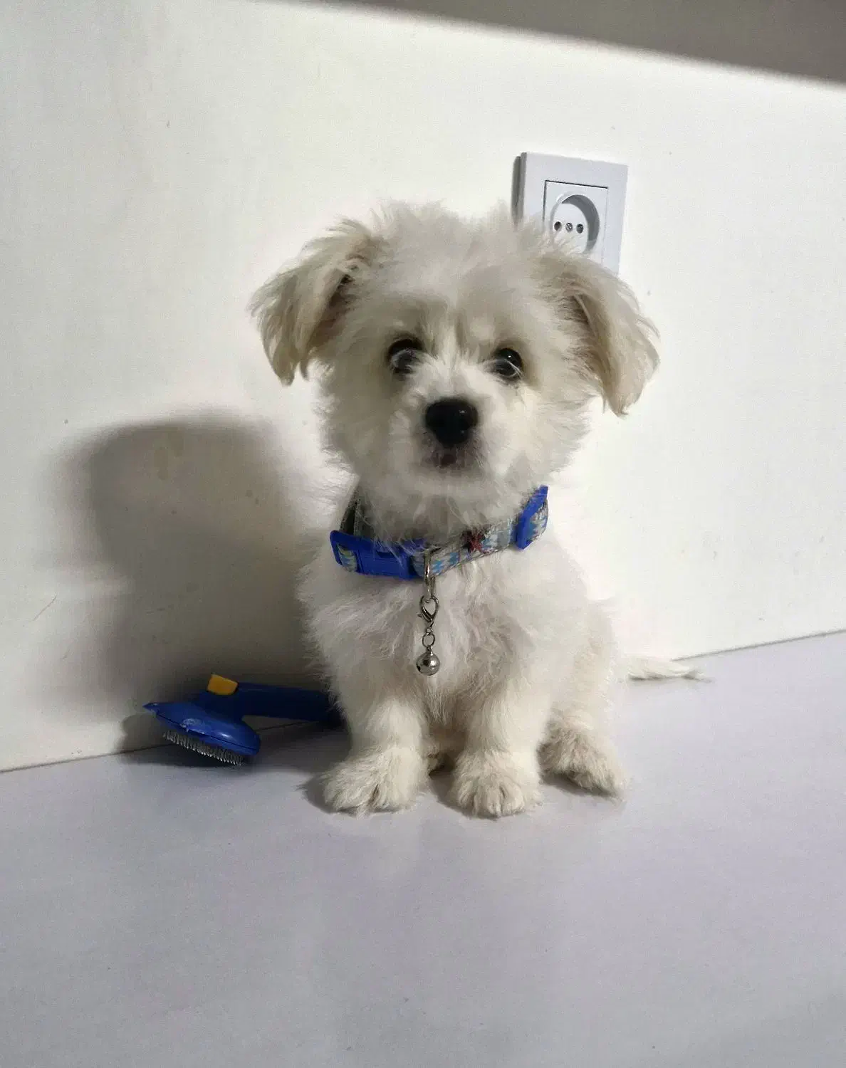 سگ شیتزو مالتیز|سگ|بجنورد, |دیوار