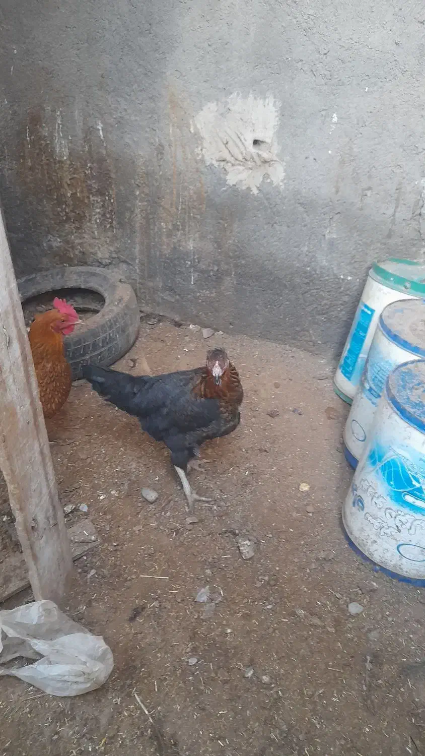 مرغ لاری،|حیوانات مزرعه|تایباد, |دیوار