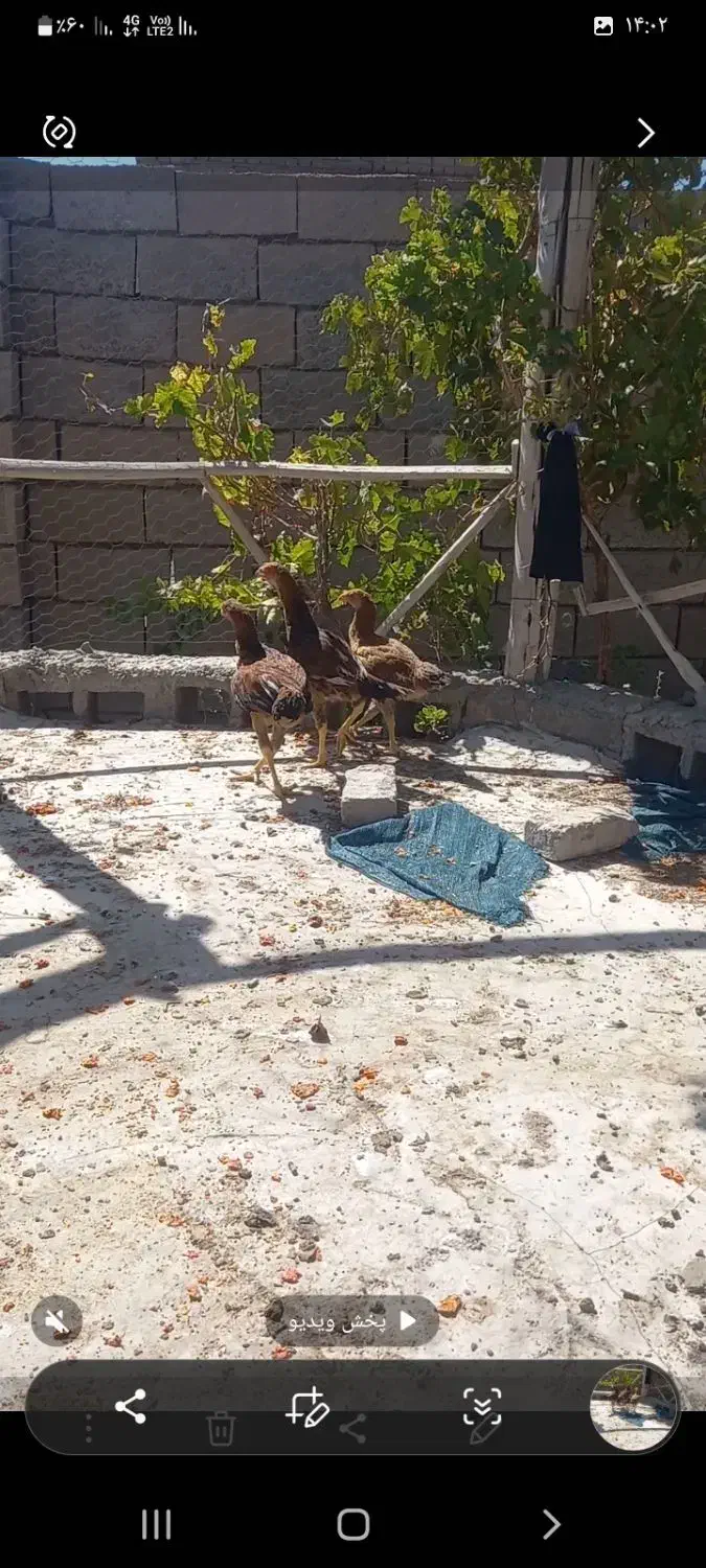 جوجه خروس وجوجه مرغ لاری افغانی اصیل|حیوانات مزرعه|زاوه, |دیوار