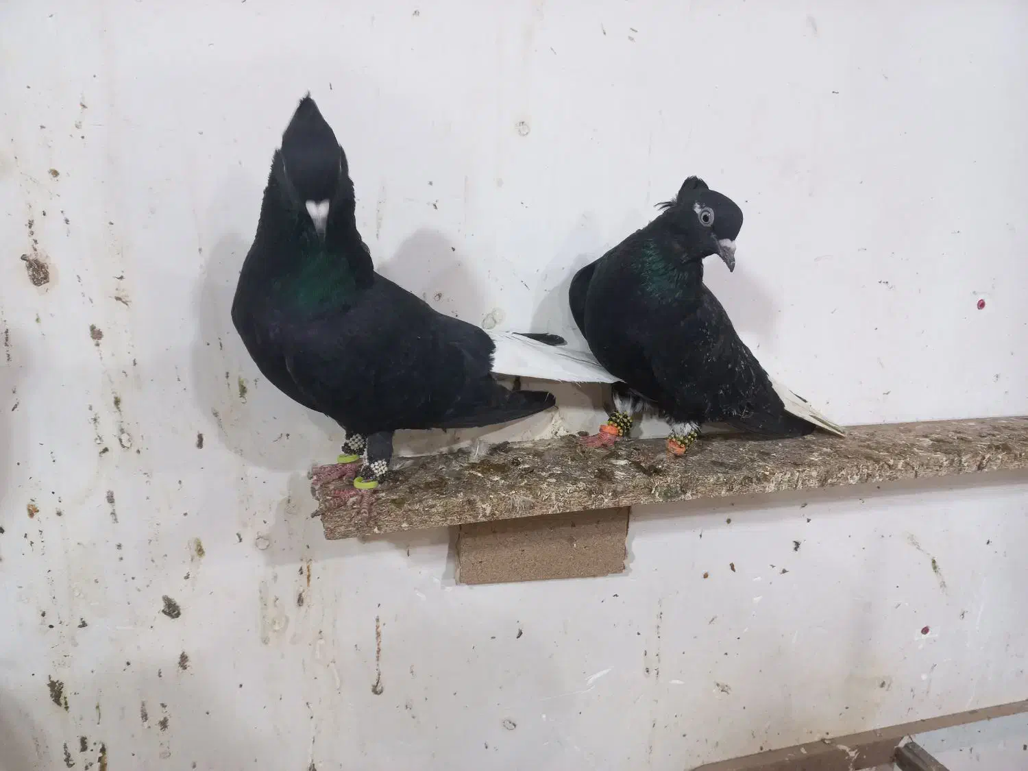 دم سفید|پرنده|سبزوار, هویزه|دیوار