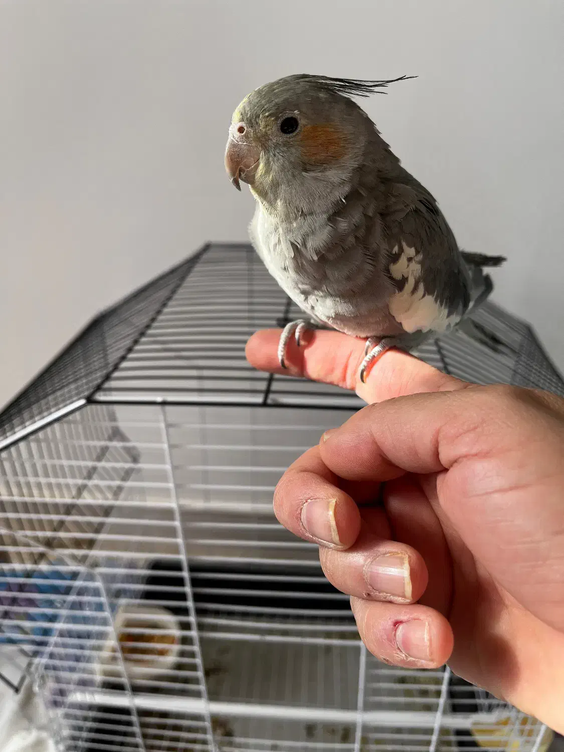 فروش عروس هلندی|پرنده|گلپایگان, |دیوار