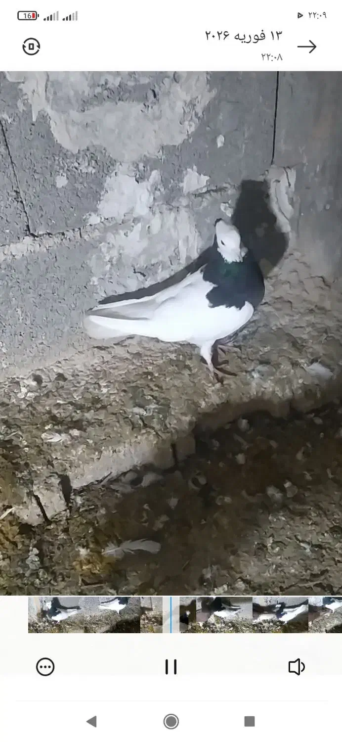 کفتر|پرنده|شیراز, شهرک بهار|دیوار