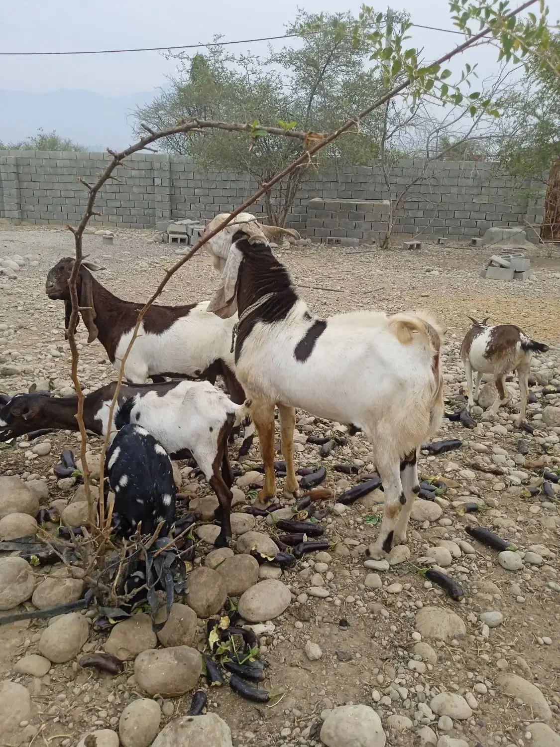 نری پاکستانی|حیوانات مزرعه|قلعه قاضی, |دیوار