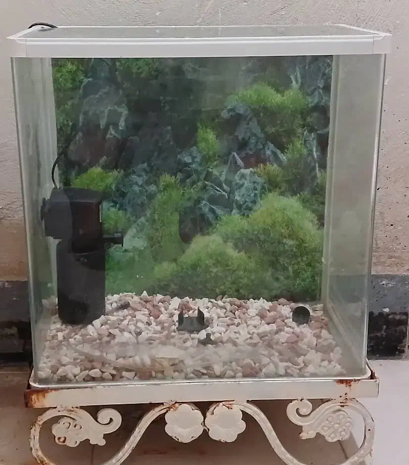 آکواریوم با پمپ آب و لامپ و سنگ تزئینی|ماهی|اهواز, دانشگاه چمران|دیوار