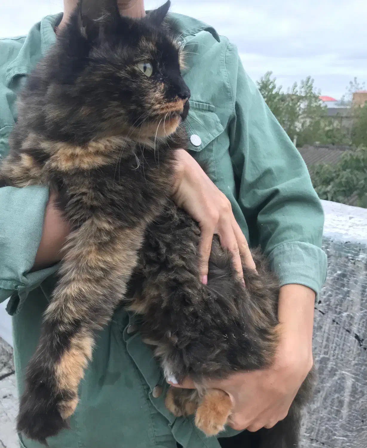 گربه بیریتیش ماده|گربه|ارطه, |دیوار