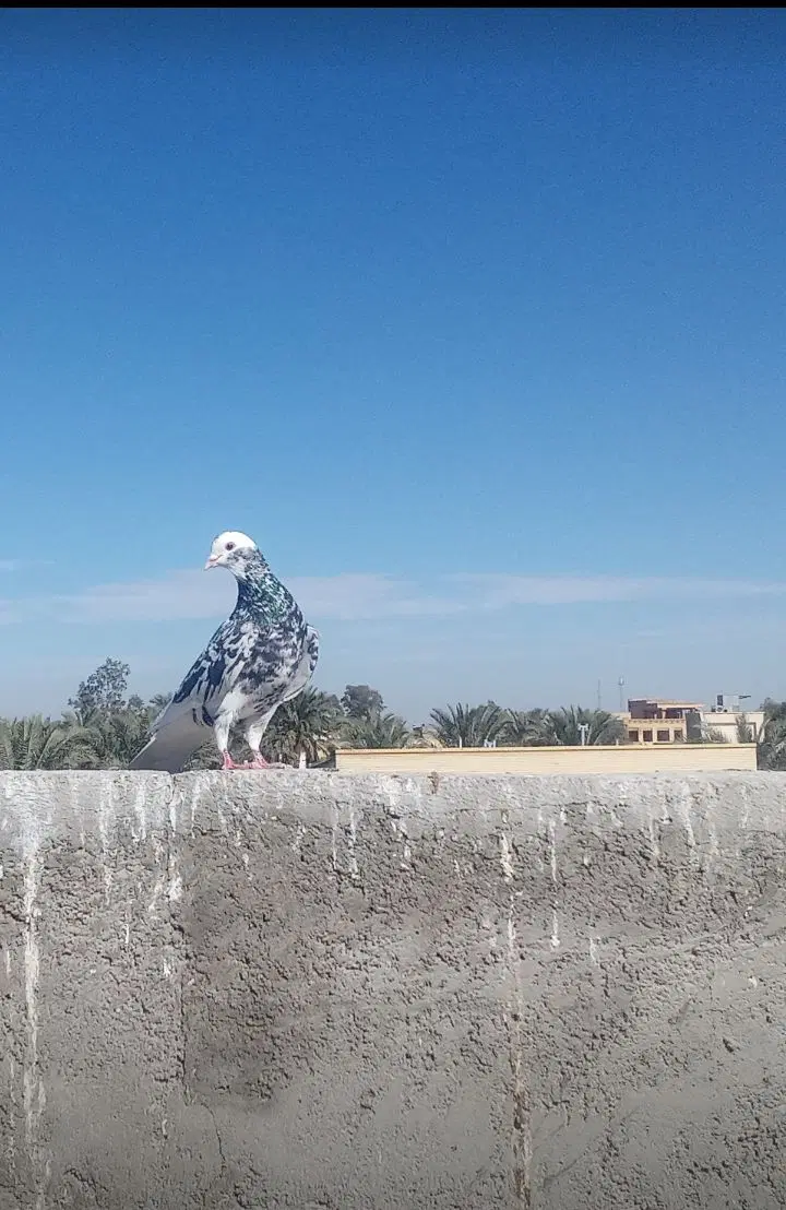 کبوتر|پرنده|بم, |دیوار