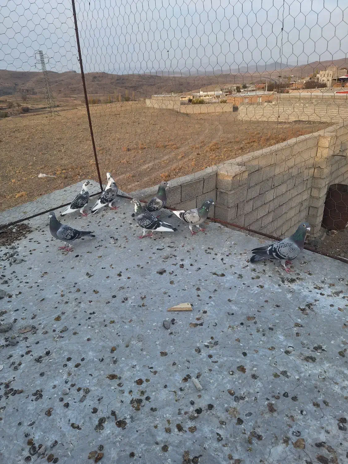 دوبر کبوتر مسافتی|پرنده|مشگین شهر, |دیوار