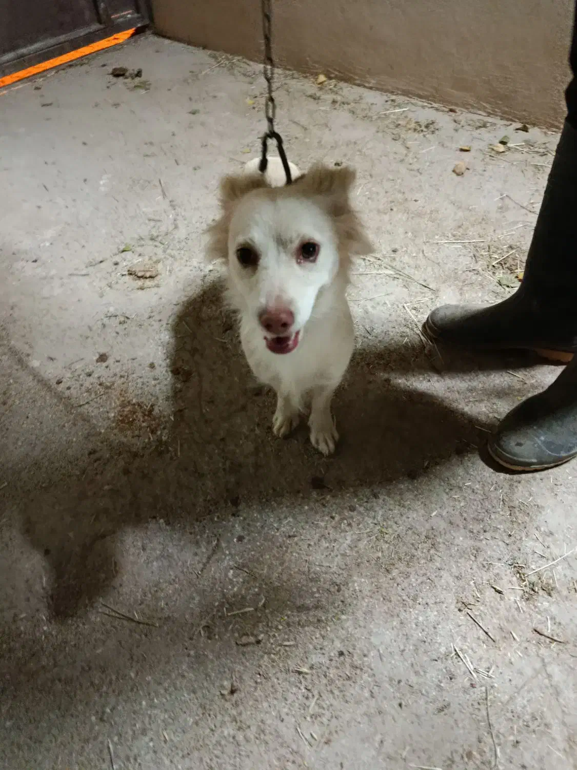 معاوضه بامرغ یاعروس هلندی یاکوتوله|سگ|تفت, |دیوار