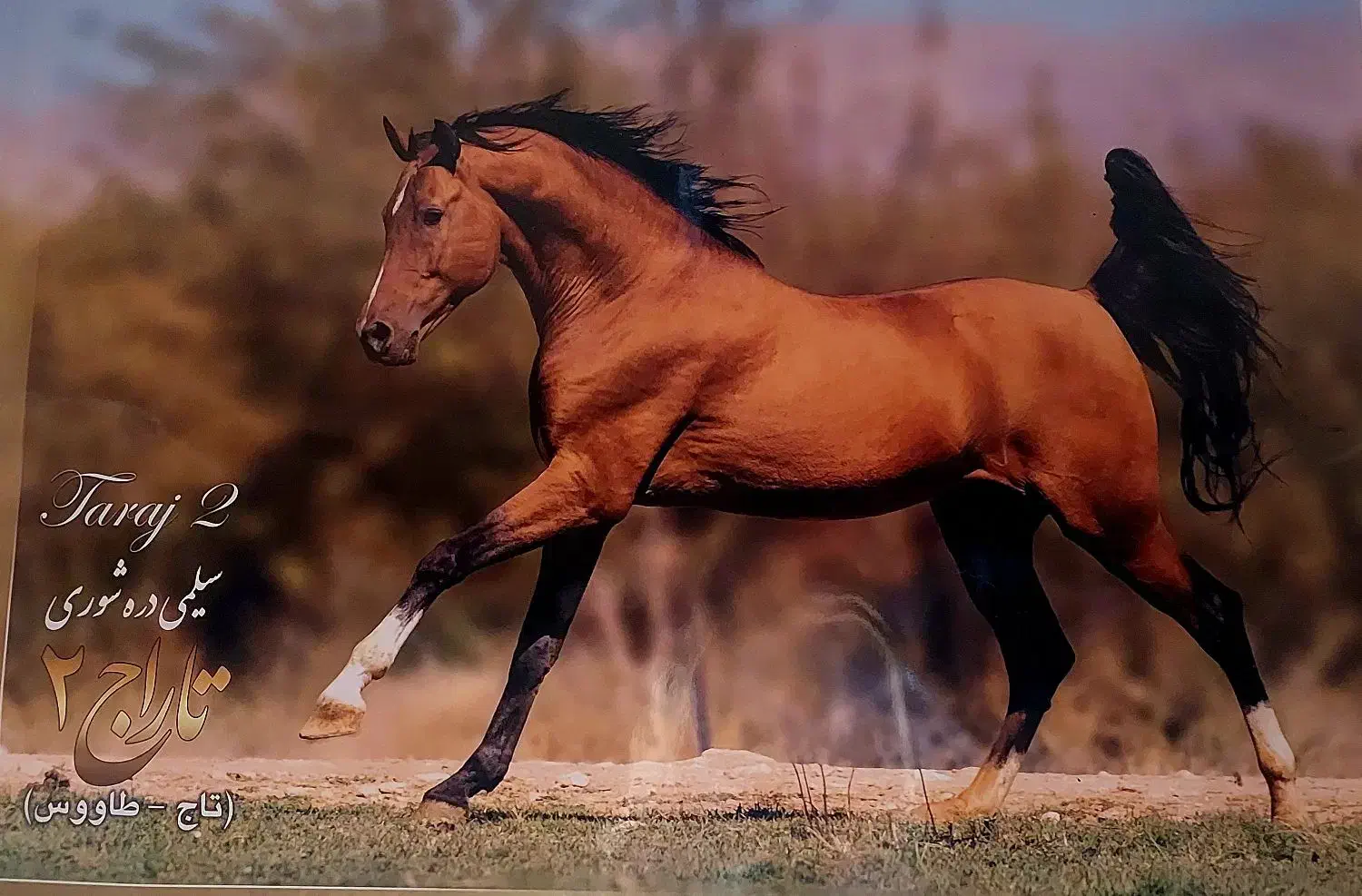 کره مادیون دره شور|اسب و تجهیزات اسب‌سواری|شهرضا, |دیوار