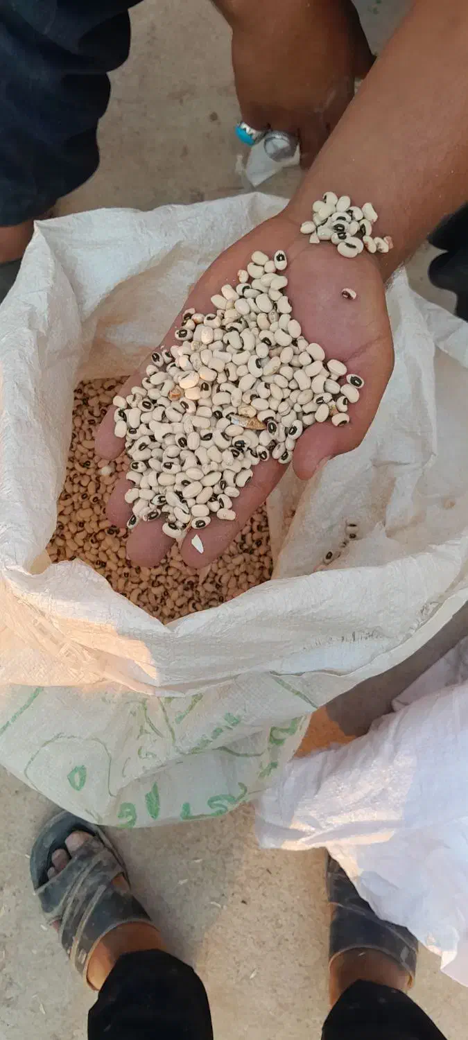 لوبیا چشم بلبلی|عمده‌فروشی|کارون, |دیوار