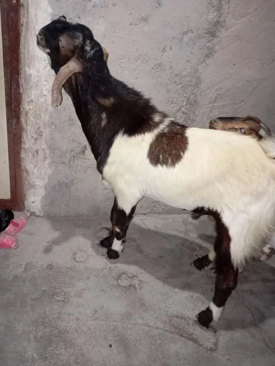 نری گله|حیوانات مزرعه|تخت, |دیوار