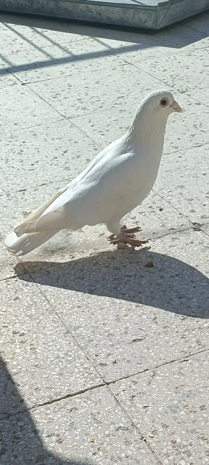 پلاکی سفید نر|پرنده|قم, زنبیل آباد|دیوار