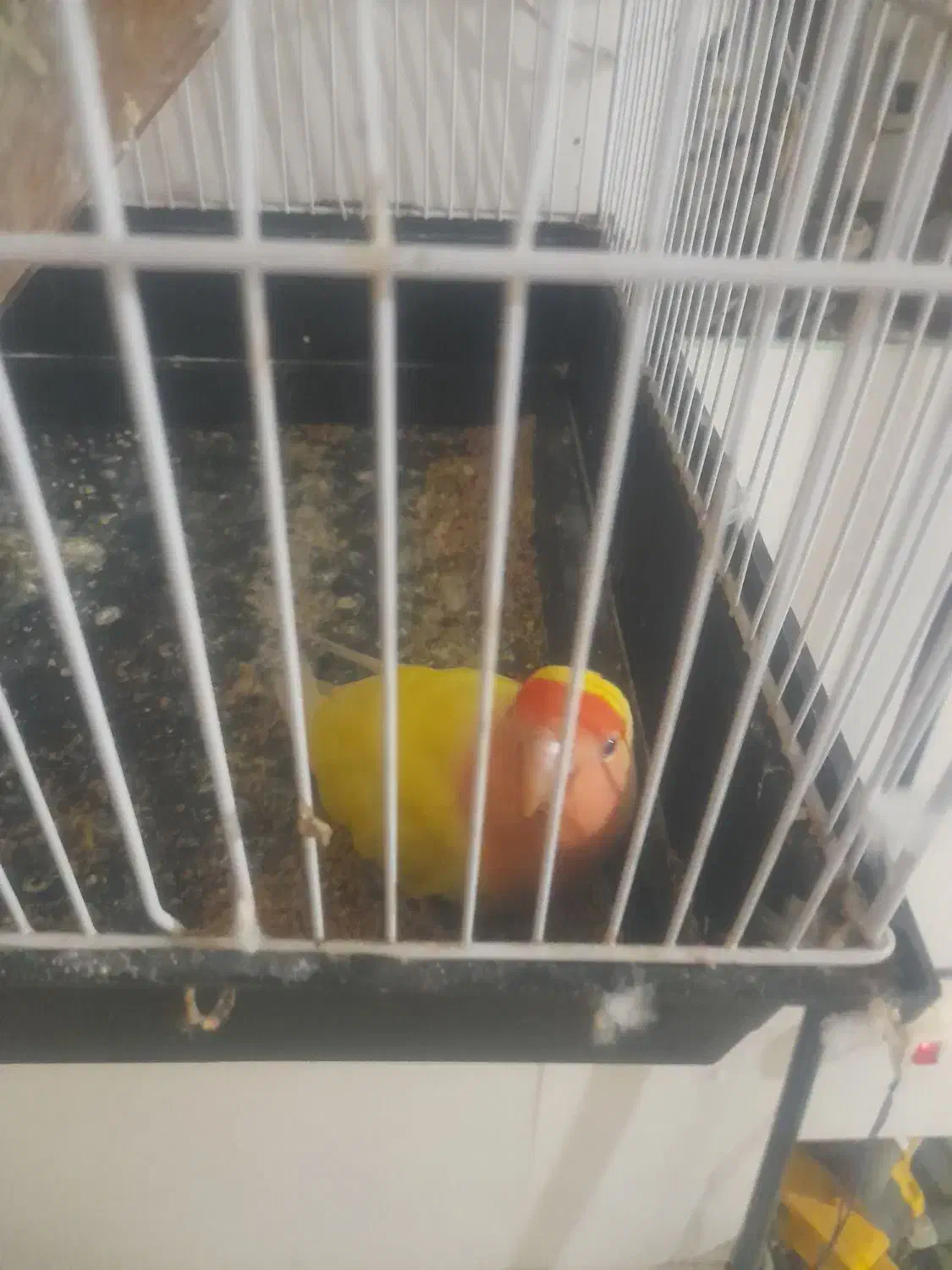 طوطی کوتوله برزیلی یکساله عالیشهر|پرنده|بوشهر, |دیوار