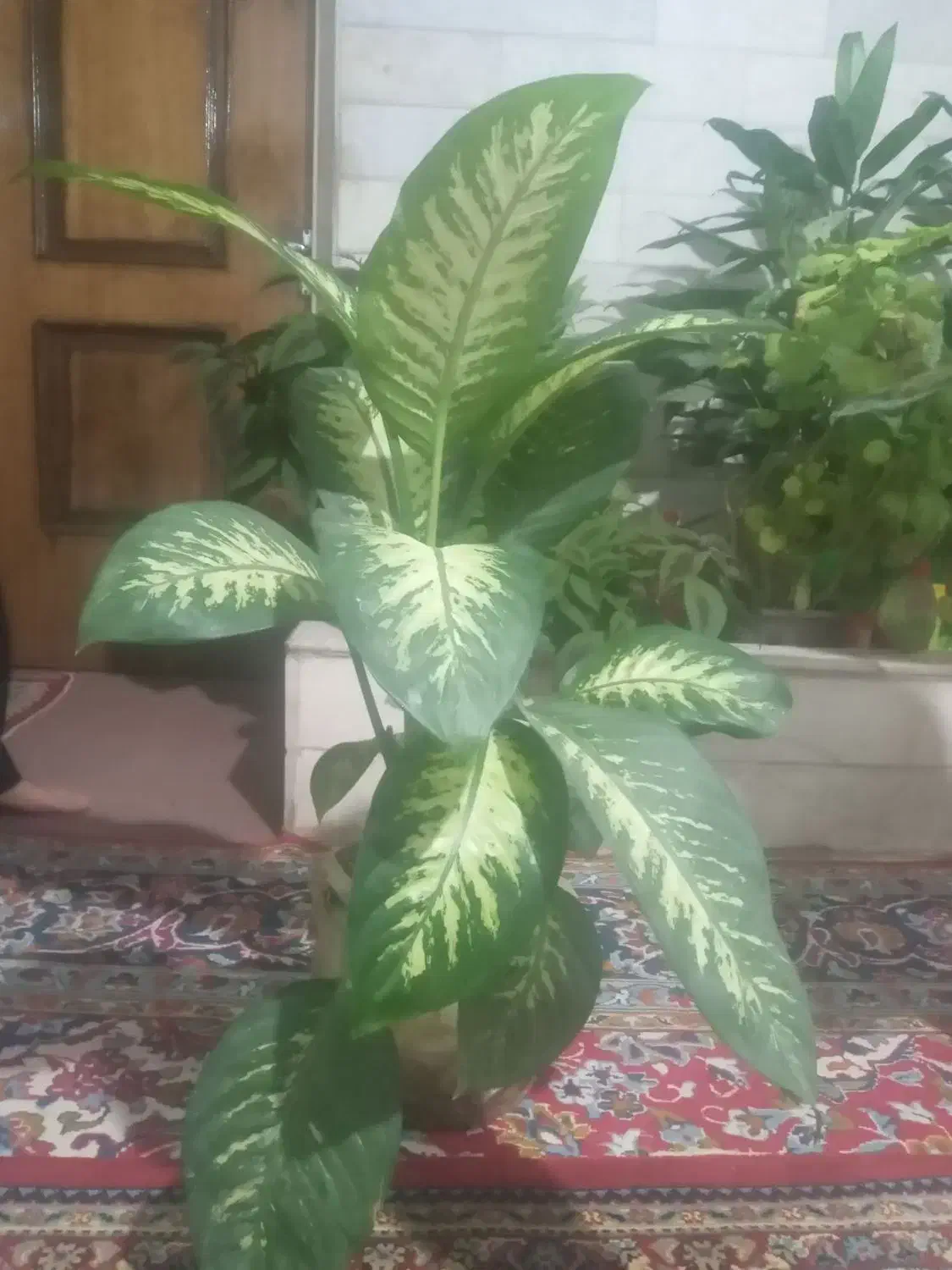 فروش گل|گل و گیاه طبیعی|داران, |دیوار