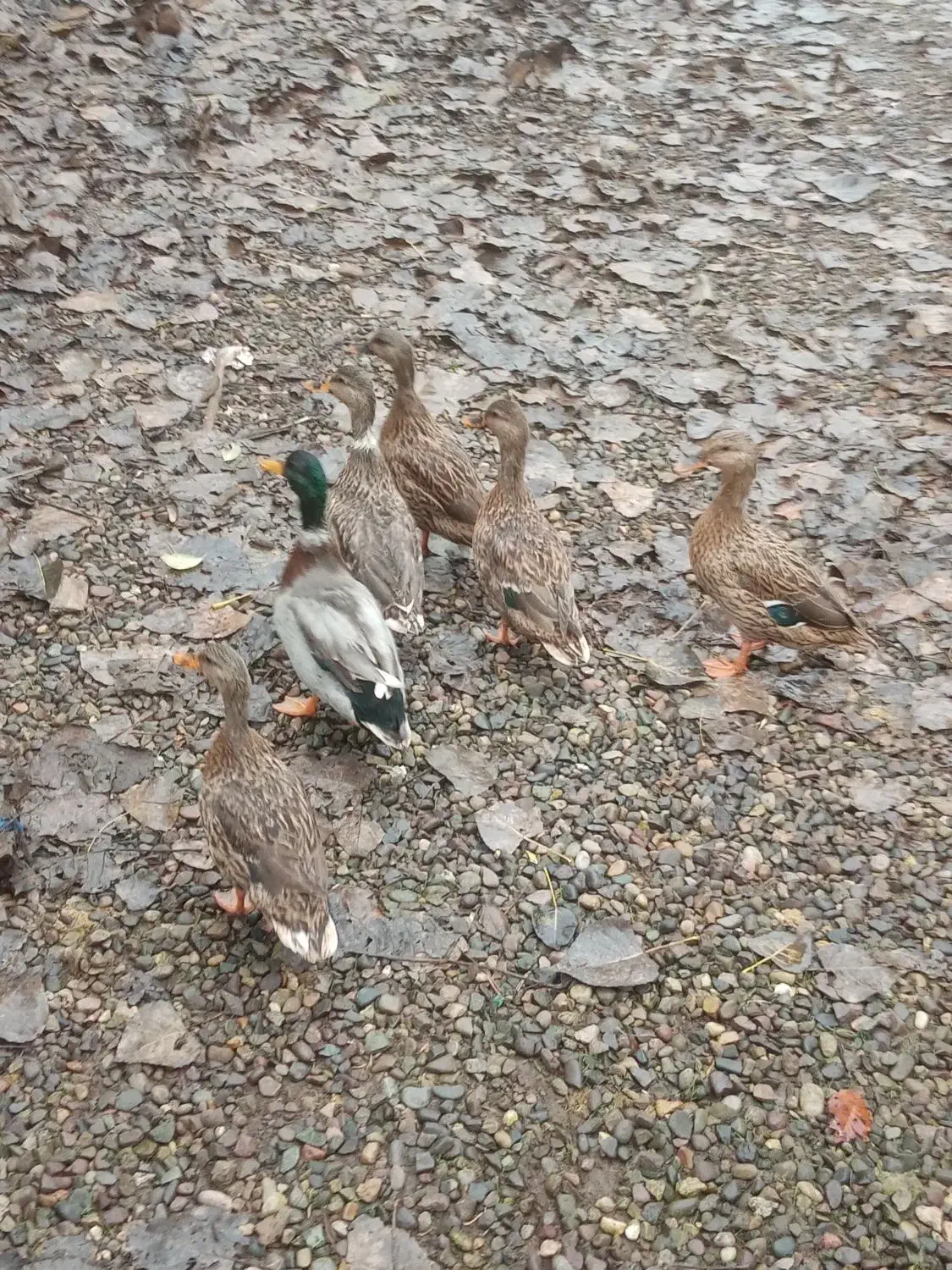 اردک نمایی (پروازی)|حیوانات مزرعه|آستانه اشرفیه, |دیوار