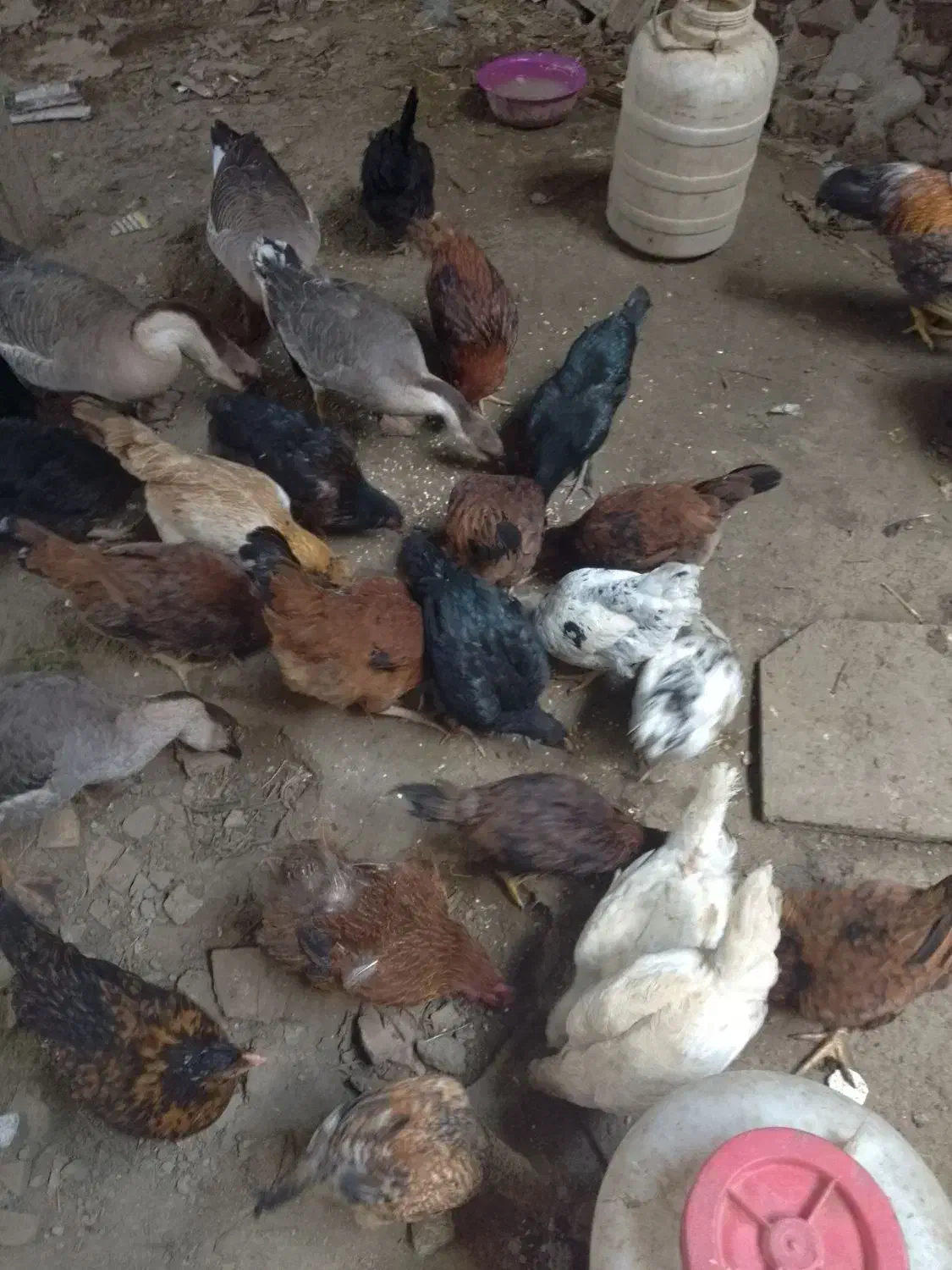 جوجه|حیوانات مزرعه|گرگان, |دیوار