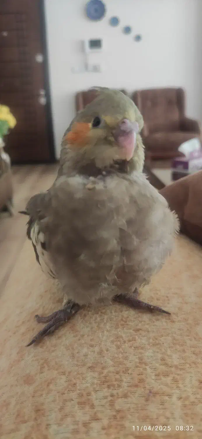 جوجه عروس هلندی|پرنده|تبریز, |دیوار