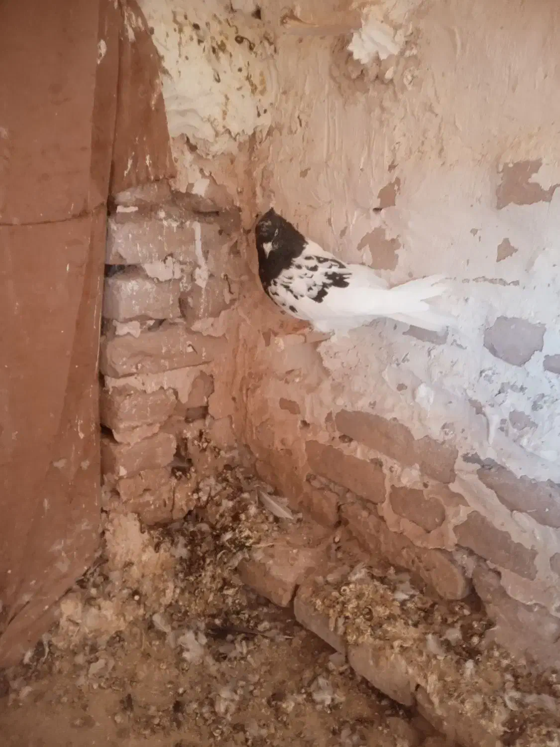 کله سیاه هوایی ب ضمانت|پرنده|تربتحیدریه, آسایش|دیوار