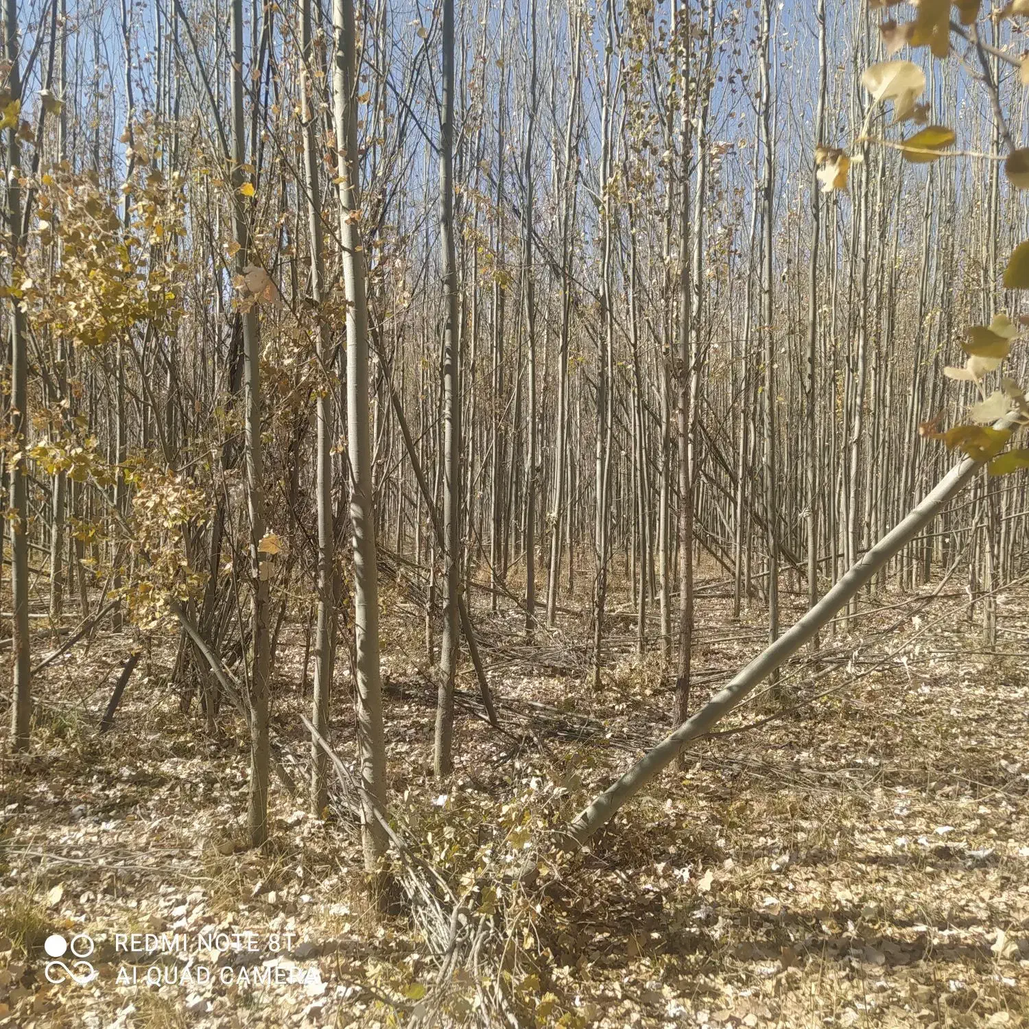 چوب گلخا نه ای شلاقی|خدمات باغبانی و درختکاری|اصفهان, شهشهان|دیوار