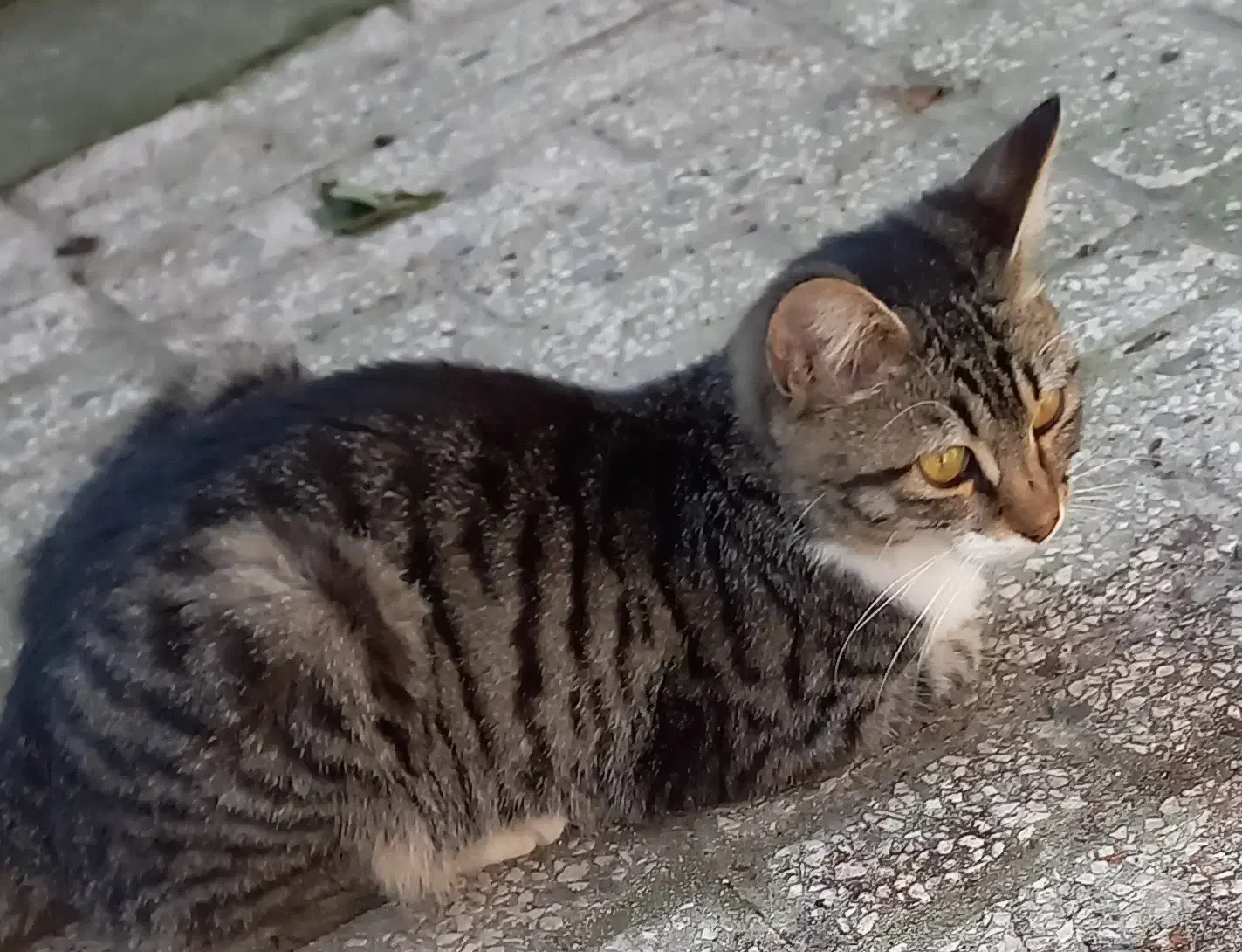 واگذاری گربه|گربه|بندر انزلی, ناسیونال|دیوار