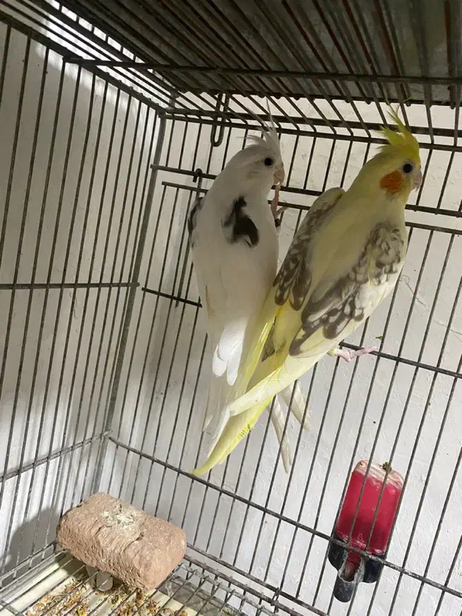 عروس هلندی مولد|پرنده|آستانه اشرفیه, |دیوار