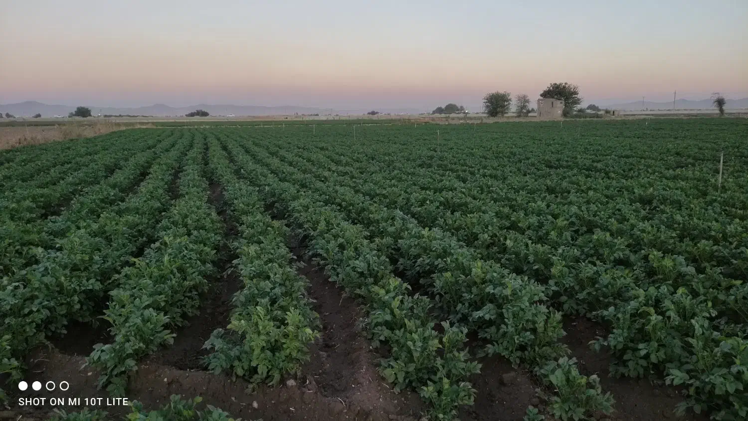 زمین کشاورزی و باغی به متراژ ده هزار و سیصد متر|فروش دفتر صنعتی، کشاورزی، تجاری|همدان, |دیوار