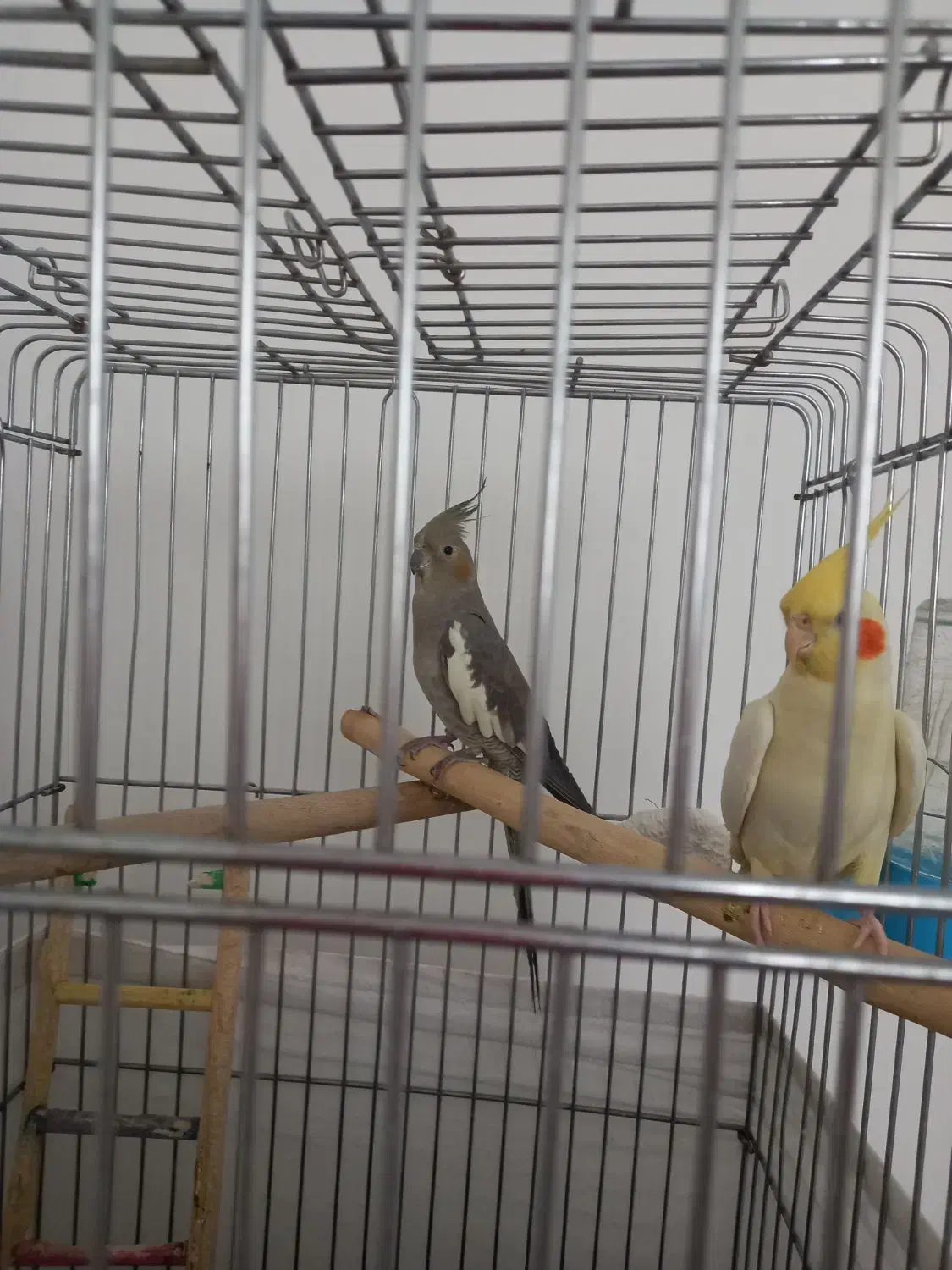 سه عدد عروس هلندی مولد|پرنده|فردیس, فردیس|دیوار