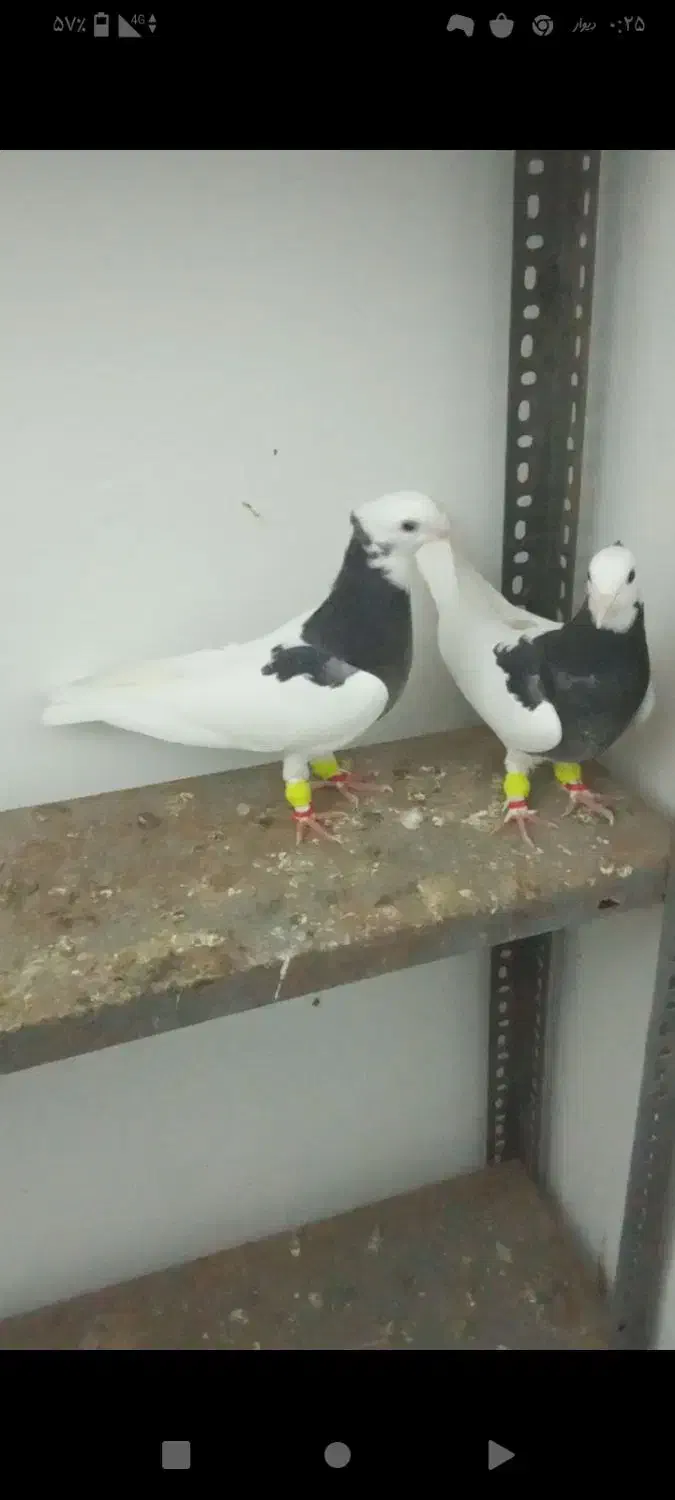 رنگه|پرنده|تربت جام, مسکن مهر|دیوار