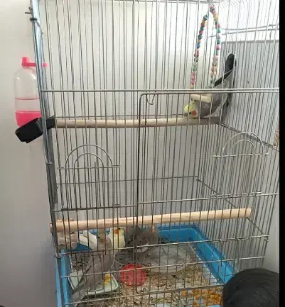 عروس هلندی با قفس|پرنده|قم, زنبیل آباد|دیوار