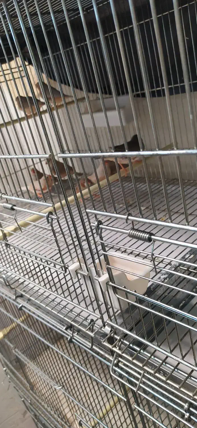 فنچ کینگ اروپایی وقفس هشت خوان اردشیرنو|پرنده|تهران, شهرک ولیعصر شمالی|دیوار