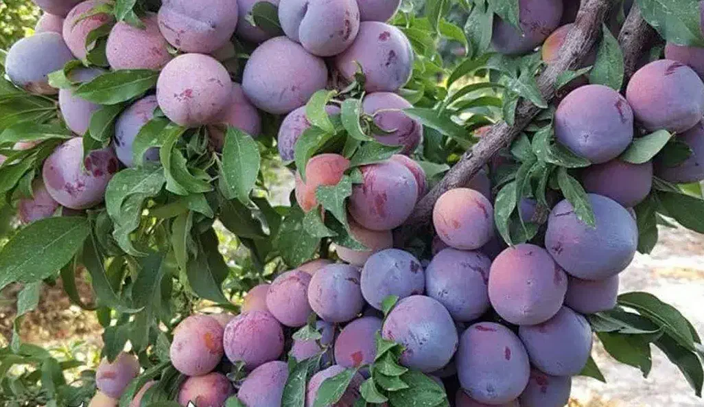 پیش فروش نهال الو شابلون دوساله|خدمات باغبانی و درختکاری|اسیر, |دیوار