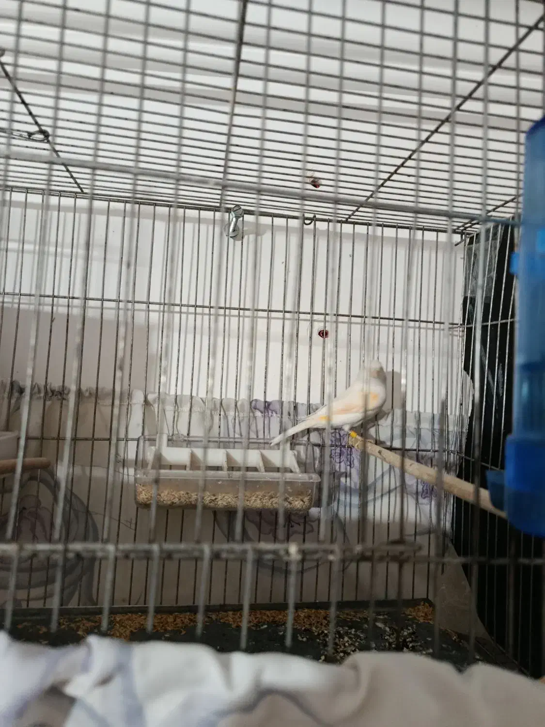 قناری ماده موزاویکی آماده|پرنده|مهاباد (آذربایجان غربی), |دیوار