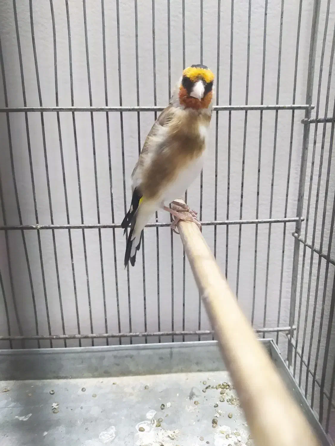 سهره|پرنده|اسلامشهر, شهرک محمدیه|دیوار