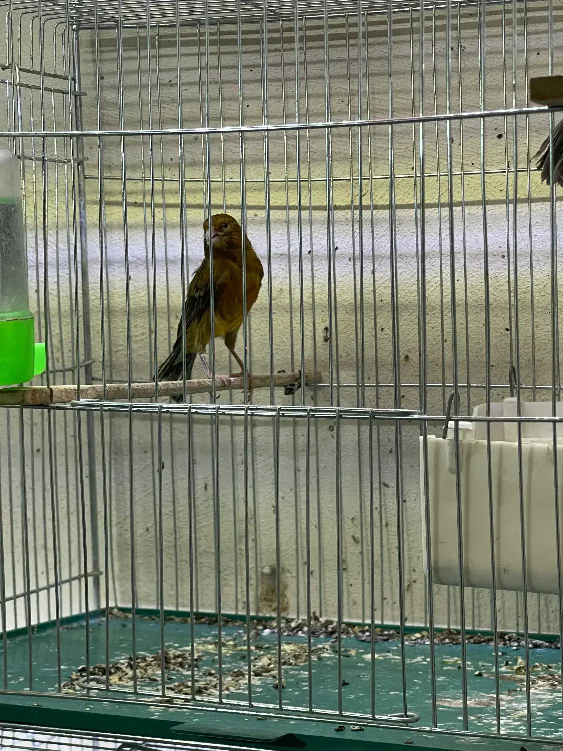 ماده قناری|پرنده|کرمان, |دیوار