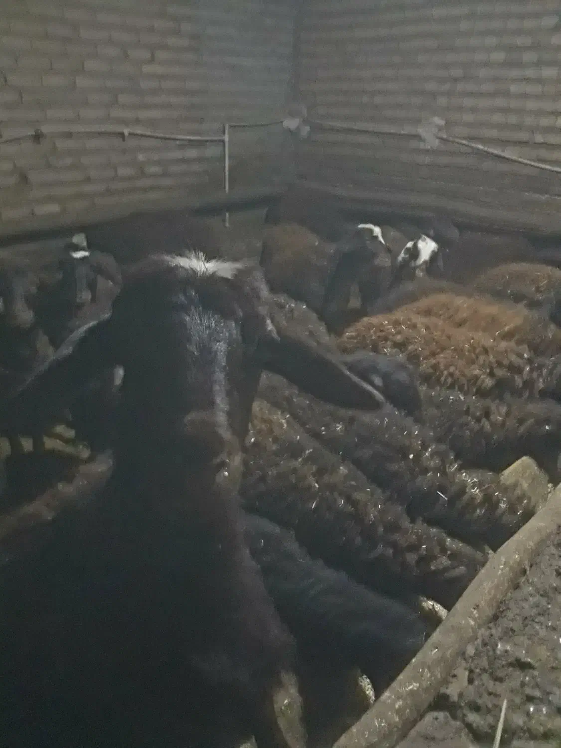 تعداد ۸۰راس بره افشار نرماده|حیوانات مزرعه|اراک, |دیوار