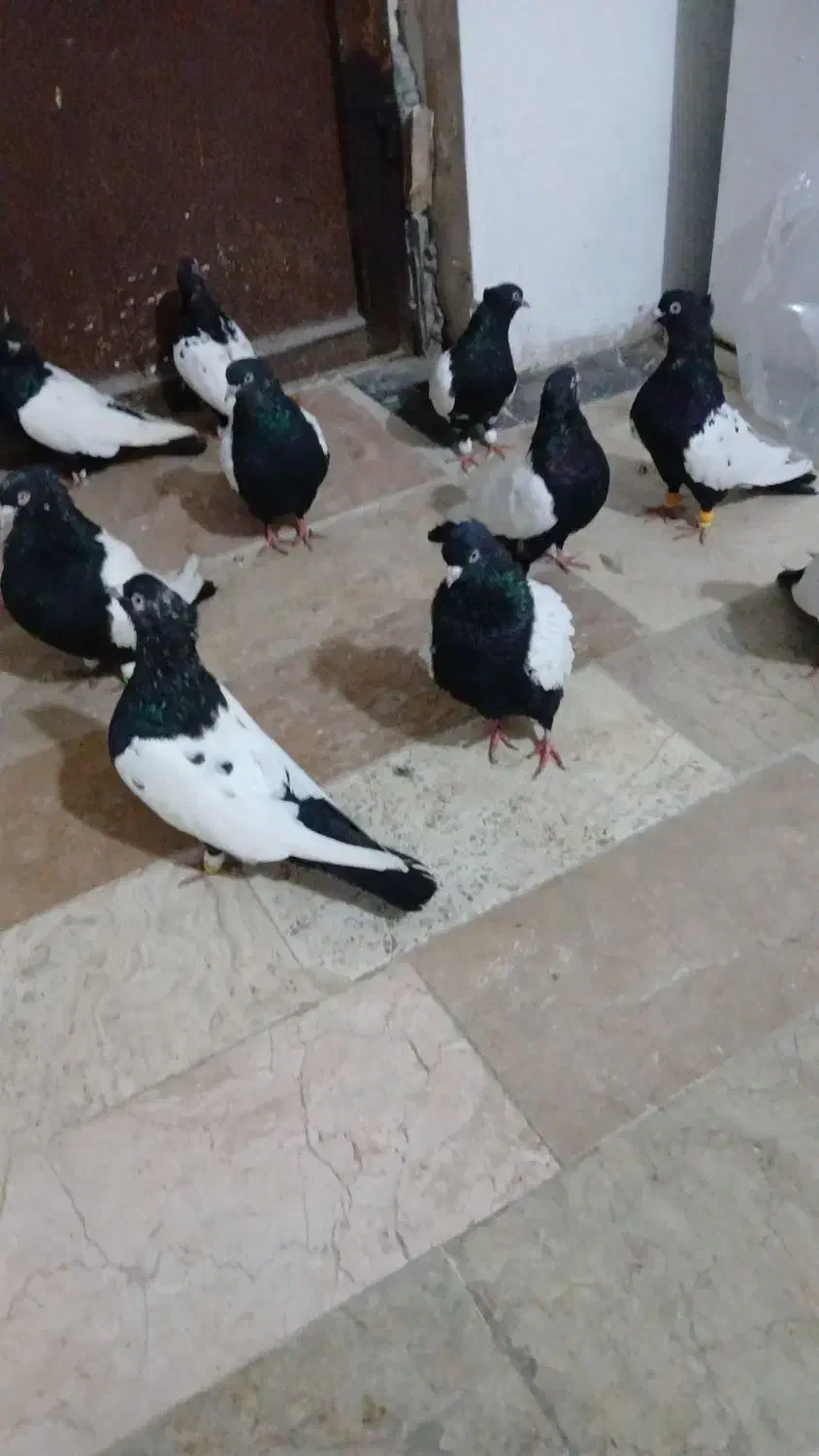 فروش کبوتر سینه ای|پرنده|رامسر, |دیوار