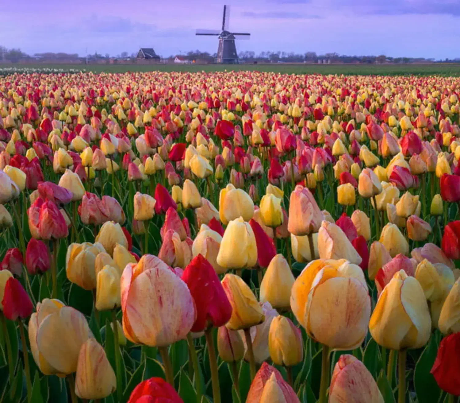 مهاجرت به هلند بدون مدرک زبان|خدمات پیشه و مهارت|مشهد, ده دی|دیوار