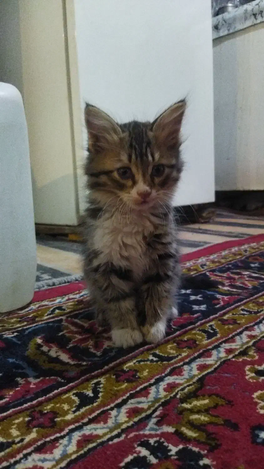 بچه گربه|گربه|بیرجند, |دیوار